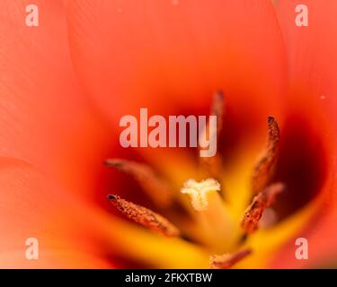 Tulipa - Centro tulipano primo piano ii aprile 2021 Foto Stock