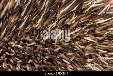 Primo piano di hedgehog aghi dorso macro texture sfondo Foto Stock