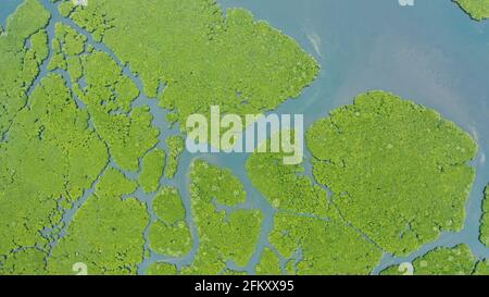 Mangrove Foreste verdi con i fiumi e i canali su un isola tropicale, antenna fuco. Paesaggio di mangrovie. Foto Stock