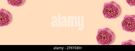 Banner con fiori di rosa su sfondo beige. Concetto creativo con copyspace. Foto Stock