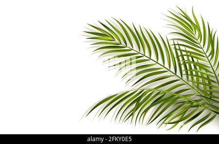 foglia verde di palma su sfondo bianco Illustrazione Vettoriale