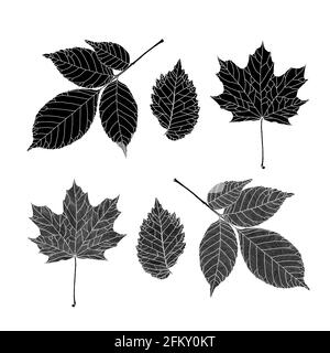 Set di sagome di foglie di alberi vari. Cenere, acero, foglie di olmo in un grafico a linee venate su sfondo bianco. Illustrazione vettoriale. Decorativo el Illustrazione Vettoriale