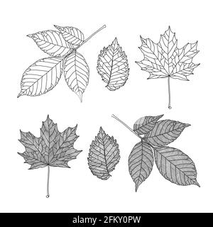 Set di foglie di alberi diversi. Cenere, acero, foglie di olmo in un grafico a linee venate su sfondo bianco. Illustrazione vettoriale. Elementi di progettazione per colo Illustrazione Vettoriale