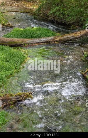 Il piccolo fiume scorre attraverso gli alberi con un tronco caduto in primo piano. Fonti di Cavuto, Abruzzo, Italia, Europa Foto Stock