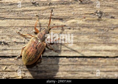 Foglie comuni di Wevil - Phyllobius pyri Foto Stock