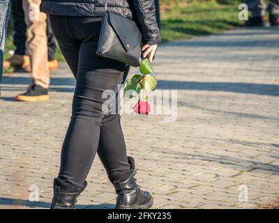 Ragazza o donna che cammina e tiene una sola rosa rossa in mano Foto Stock
