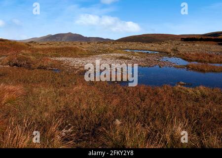 Ci sono un sacco di piccoli stagni sulle paludi sempre bagnate sul Comeragh Plateau nella contea di Waterford, Irlanda. Foto Stock