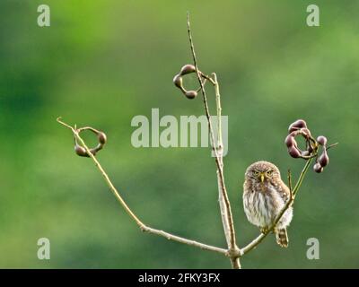 Primo piano di gufo pigmeo andino (Glaucidium jardinii) seduto nell'albero di Vilcabamba, Ecuador. Foto Stock