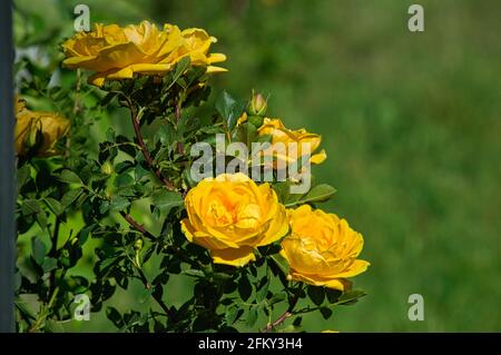 Fiori di una rosa gialla persiana nel naturale offuscato sfondo Foto Stock