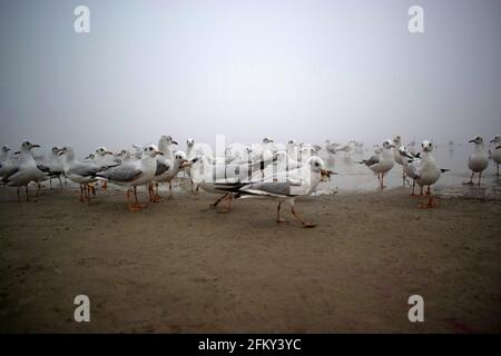 Tiro a basso angolo di gregge di Seagulls Foto Stock