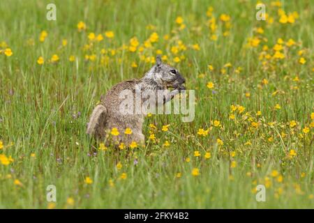 Californiana Ground Squirrel Feeding, Citellus beecheyi, habitat montano, San Joaquin Valley, Merced National Wildlife Refuge, Merced County, California Foto Stock