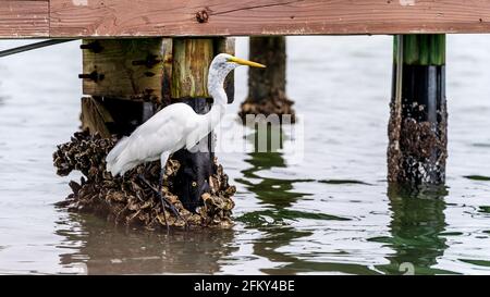 Grande Egret inghiottire un pesce dal molo Foto Stock