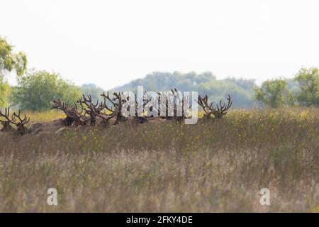 Tule Elk Bull herd con antlers di Velvet-fase, Cervus canadensis nannodes, San Luis National Wildlife Refuge, Merced County, California Foto Stock