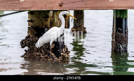 Grande Egret inghiottire un pesce dal molo Foto Stock