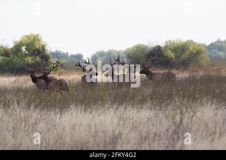 Tule Elk Bull herd, Cervus canadensis nannodes, velvet-stage antlers, San Joaquin Valley, San Luis National Wildlife Refuge, Merced County California Foto Stock