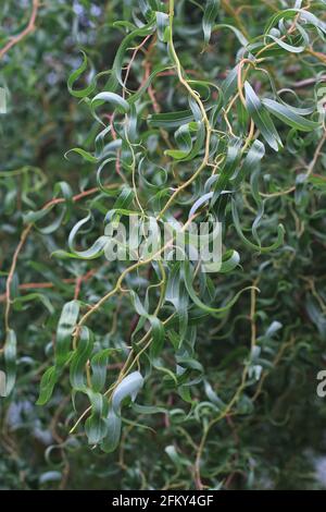 Foglie di un Corkscrew Willow Tree Foto Stock