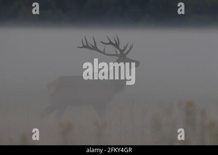 Tule Elk Bull posa in tule nebbia, Cervus canadensis nannodes, San Luis National Wildlife Refuge, Merced County, Los Banos, California Foto Stock