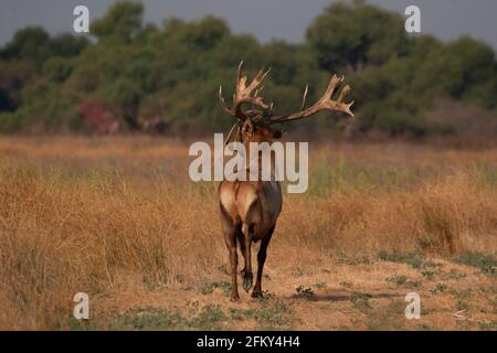 Tule di Tule Elk, nanodes di Cervus canadensis, antenati non tipici, stagione di rutting, valle di San Joaquin, San Luis National Wildlife Refuge, California Foto Stock