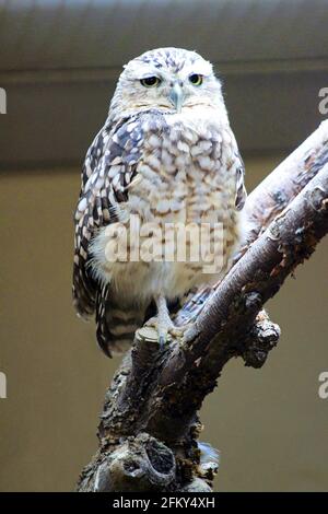 Gufo da burrowing, Athene cunicularia è una gufo piccola, a gambe lunghe, Stati Uniti Foto Stock