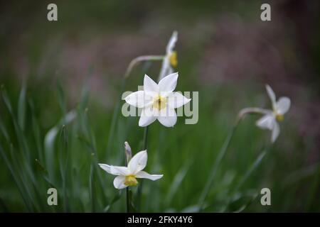 Bella fioritura fiammifero Narcissus nel prato primo piano Foto Stock