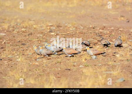 Macchiato Sandgrouse, Pterocles senegallus, Ladakh, Jammu Kashmir, India Foto Stock