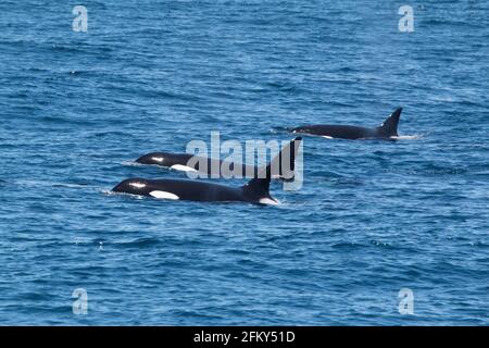 Killer Whale, Orcinus orca, Monterey Bay, California, predatore, mammiferi marini, migratori, formazione di pacchi Foto Stock