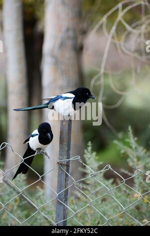 Magpie eurasiatico, Pica pica, Ladakh, Jammu Kashmir, India Foto Stock