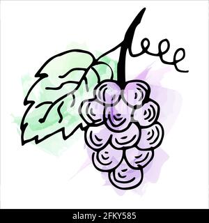 Imitazione di vernice acquerello. Illustrazione luminosa e succosa delle uve su sfondo bianco. Illustrazione Vettoriale