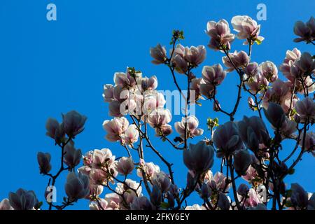 Fiore Magnolia soulangiana albero in primavera basso angolo vista, Giardino Botanico, Sopron, Ungheria Foto Stock