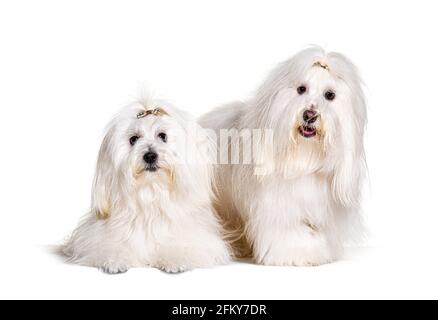 Due cani Coton de Tulear, isolati su bianco Foto Stock