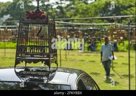 Sibilo gabbia di uccelli durante una gara a Kota Bharu in Malesia Foto Stock