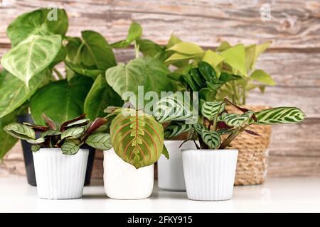 Varie piccole piante da casa tropicali come Marantas e Syngonium in pentole su tavola bianca Foto Stock