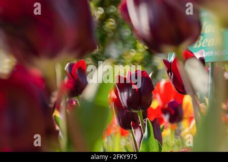 Yalta 28 aprile 2021 Nikitsky Botanical Garden tulipano parata. Varietà di tulipani al cioccolato da vicino - vista dall'alto. Belle facciate di fiori. Caldo Foto Stock