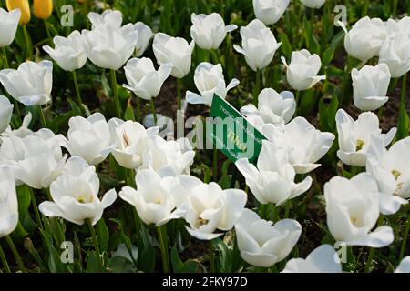 Yalta 28 aprile 2021 Nikitsky Botanical Garden tulipano parata. Varietà di tulipani bianchi Tibet vicino - vista dall'alto. Belle facciate di fiori. WA Foto Stock