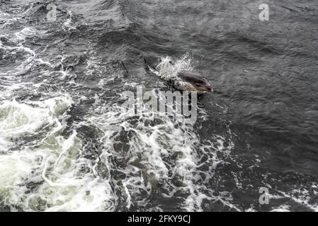 Dolphin nuotare con la barca in Doubtful Sound, Isola del Sud della Nuova Zelanda Foto Stock