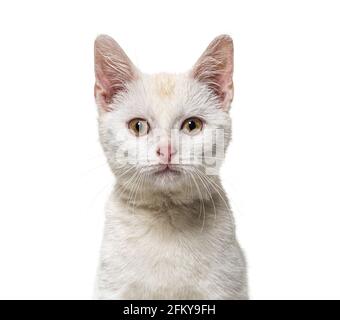 Colpo di testa di un cucciolo di gatto bianco giovane di razza incrociata isolato su bianco Foto Stock