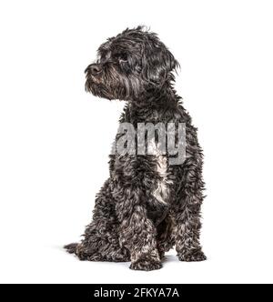 Seduto spaniel tibetano che guarda via, isolato Foto Stock