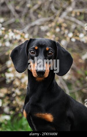 Coniglio dachshund teen ritratto faccia primo piano. Cane guarda attentamente avanti e posa splendidamente. Dachshund standard con capelli lisci di colore nero e marrone chiaro Foto Stock