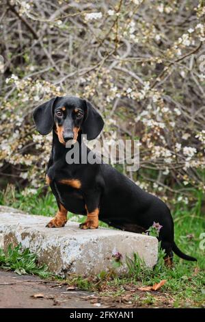 Coniglio dachshund teen ritratto faccia primo piano. Cane guarda attentamente avanti e posa splendidamente. Dachshund standard con capelli lisci di colore nero e marrone chiaro Foto Stock