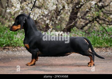 Teenage dachshund si erge splendidamente in vista laterale. Tiro esterno del cane nel parco sullo sfondo dell'albero fiorito. dachs standard con capelli lisci Foto Stock