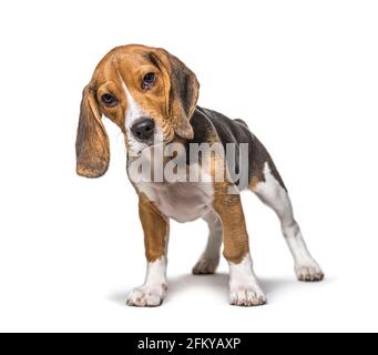Cucciolo giovane cane Beagle di tre mesi in piedi davanti, isolato Foto Stock