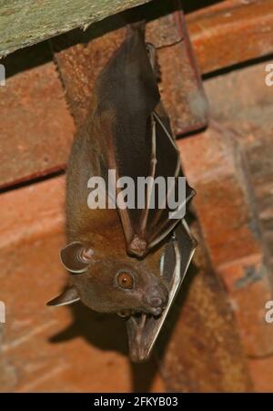 Grande Bat di frutta a naso corto (Cynopterus sfinx angulatus) adulto appeso dalla strada del tetto Kambas NP, Sumatra, Indonesia Giugno Foto Stock