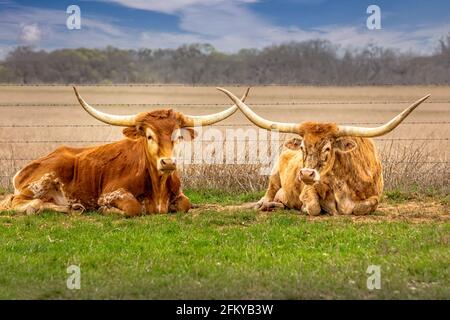 Un paio di bovini texani longhorn si rilassano in erba con avvisatori acustici incrociati Foto Stock