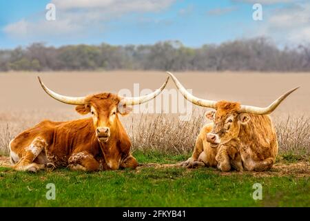 Un paio di bovini texani longhorn si rilassano in erba Foto Stock