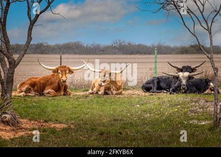 Un gruppo di Texas longhorncattles rilassarsi in erba Foto Stock