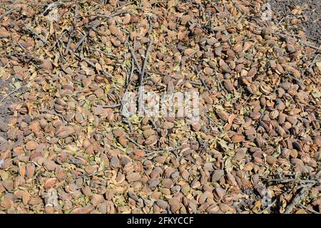 Mandorle fresche raccolte secche con guscio. Immagine di sfondo. Foto Stock