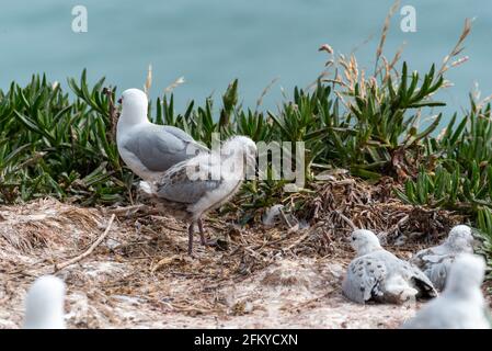 Gabbiani con fatturazione rossa nella penisola di Owaka, isola meridionale della Nuova Zelanda Foto Stock