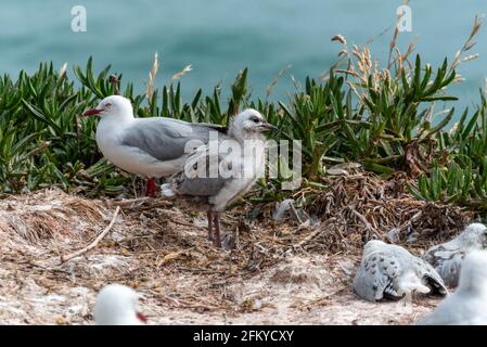 Gabbiani con fatturazione rossa nella penisola di Owaka, isola meridionale della Nuova Zelanda Foto Stock