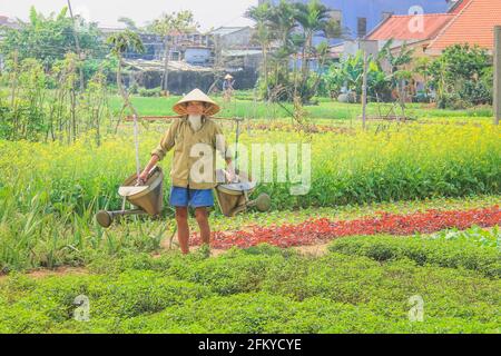 Tra Que, Vietnam - 5 marzo 2014: Anziano contadino tradizionale vietnamita locale tende al suo giardino e alle colture vegetali nel villaggio rurale di campagna Foto Stock