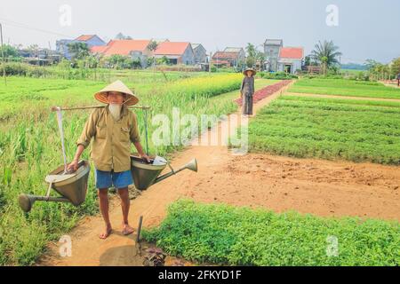 Tra Que, Vietnam - 5 marzo 2014: Anziani locali contadini tradizionali vietnamiti tendono alle loro colture di orto e ortaggi nella campagna rurale Foto Stock